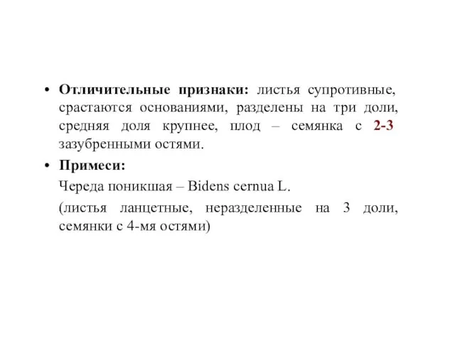 Отличительные признаки: листья супротивные, срастаются основаниями, разделены на три доли, средняя