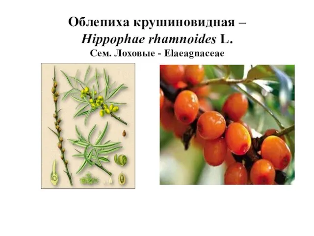 Облепиха крушиновидная – Hippophae rhamnoides L. Сем. Лоховые - Elaeagnaceae