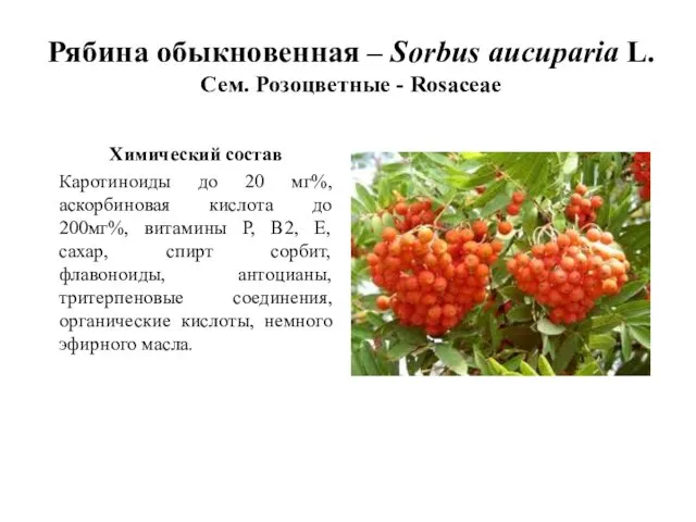 Рябина обыкновенная – Sorbus aucuparia L. Сем. Розоцветные - Rosaceae Химический