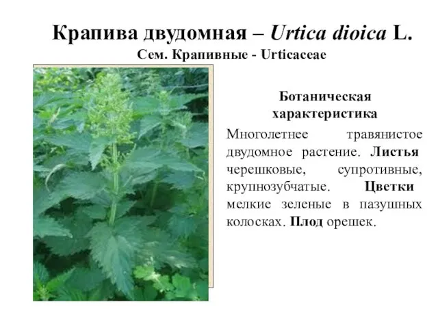 Крапива двудомная – Urtica dioica L. Сем. Крапивные - Urticaceae Ботаническая