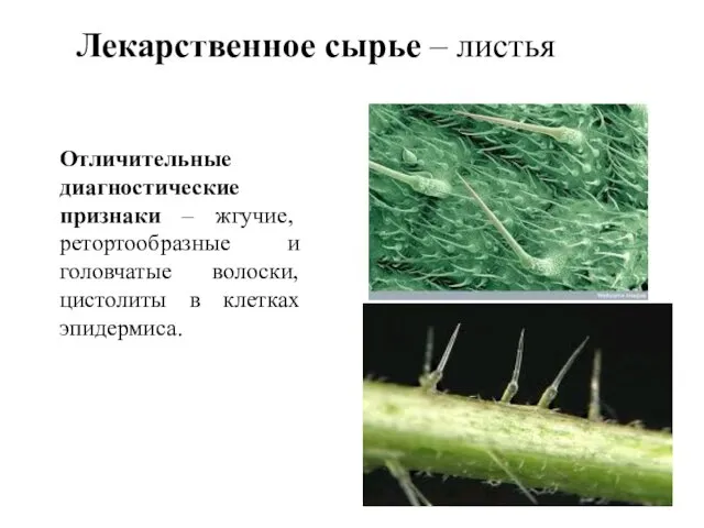 Лекарственное сырье – листья Отличительные диагностические признаки – жгучие, ретортообразные и