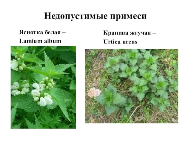 Недопустимые примеси Яснотка белая – Lamium album Крапива жгучая – Urtica urens