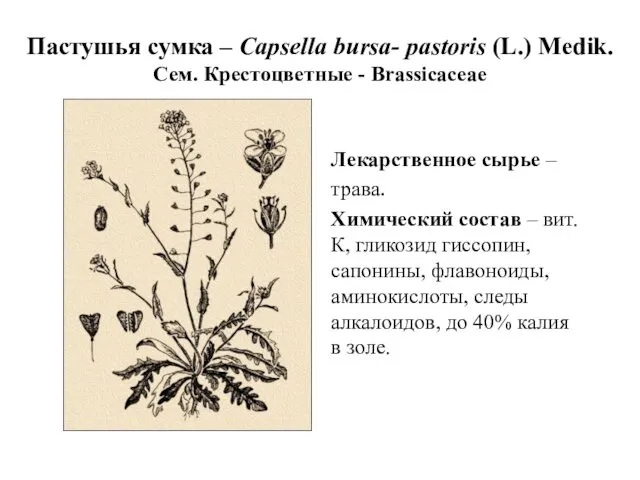 Пастушья сумка – Capsella bursa- pastoris (L.) Medik. Сем. Крестоцветные -