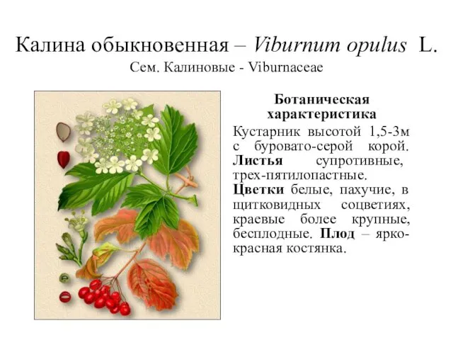 Калина обыкновенная – Viburnum opulus L. Сем. Калиновые - Viburnaceae Ботаническая