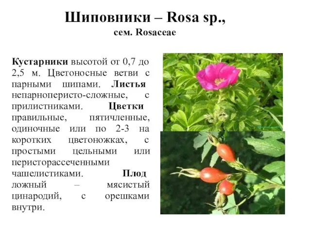 Шиповники – Rosa sp., сем. Rosaceae Кустарники высотой от 0,7 до