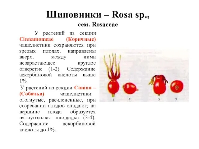 Шиповники – Rosa sp., сем. Rosaceae У растений из секции Cinnamomeae