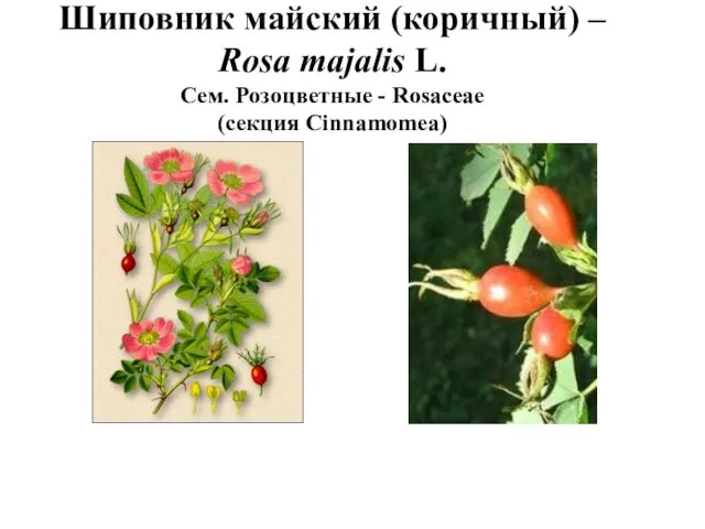 Шиповник майский (коричный) – Rosa majalis L. Cем. Розоцветные - Rosaceae (секция Cinnamomea)