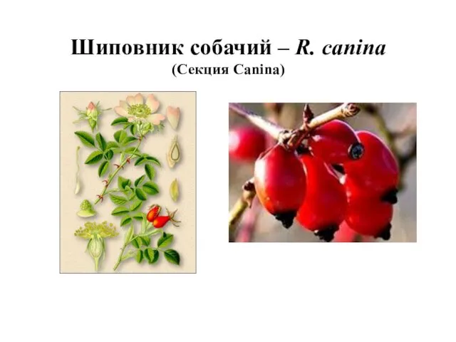 Шиповник собачий – R. canina (Секция Canina)