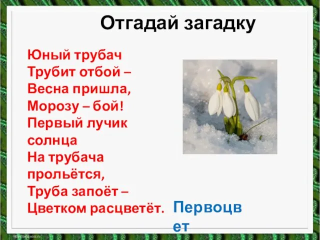 Юный трубач Трубит отбой – Весна пришла, Морозу – бой! Первый