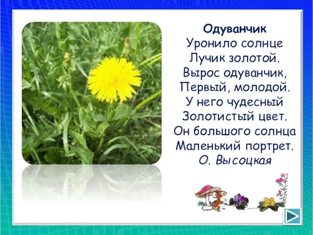 Одуванчик Уронило солнце Лучик золотой. Вырос одуванчик, Первый, молодой. У него