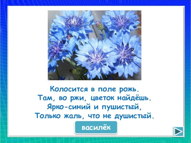 Колосится в поле рожь. Там, во ржи, цветок найдёшь. Ярко-синий и