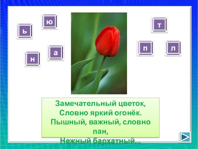 Замечательный цветок, Словно яркий огонёк. Пышный, важный, словно пан, Нежный бархатный...