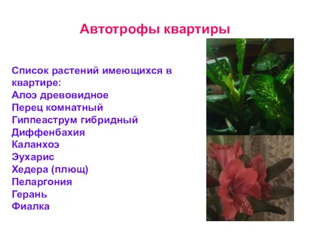 Автотрофы квартиры Список растений имеющихся в квартире: Алоэ древовидное Перец комнатный