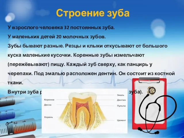 Строение зуба У взрослого человека 32 постоянных зуба. У маленьких детей