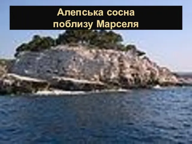 Алепська сосна поблизу Марселя