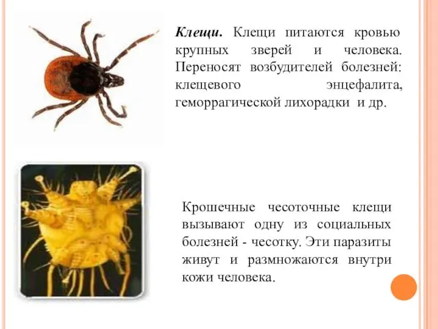 Клещи. Клещи питаются кровью крупных зверей и человека. Переносят возбудителей болезней: