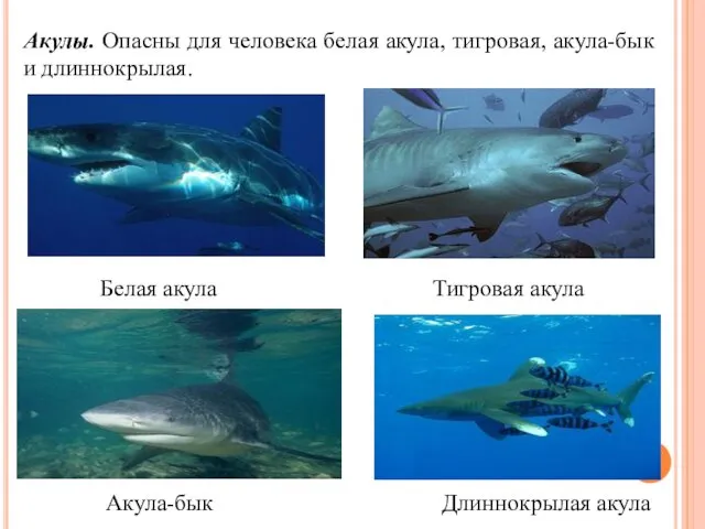 Акулы. Опасны для человека белая акула, тигровая, акула-бык и длиннокрылая. Белая