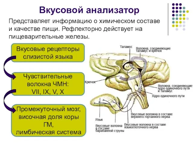 Вкусовой анализатор Представляет информацию о химическом составе и качестве пищи. Рефлекторно