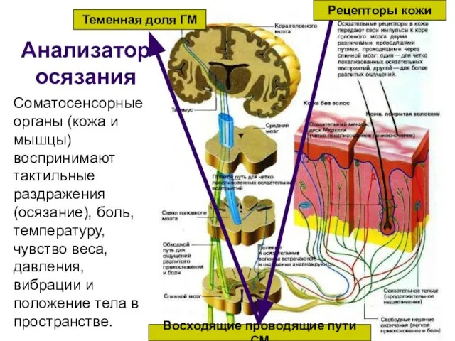 Анализатор осязания Соматосенсорные органы (кожа и мышцы) воспринимают тактильные раздражения (осязание),