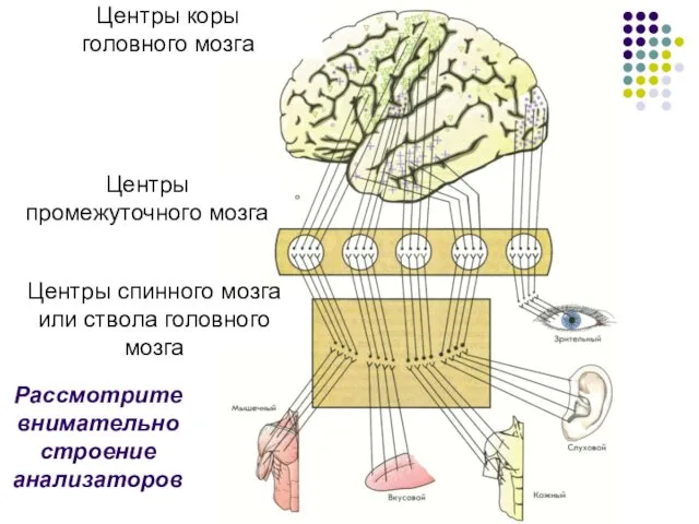 Рассмотрите внимательно строение анализаторов Центры коры головного мозга Центры промежуточного мозга