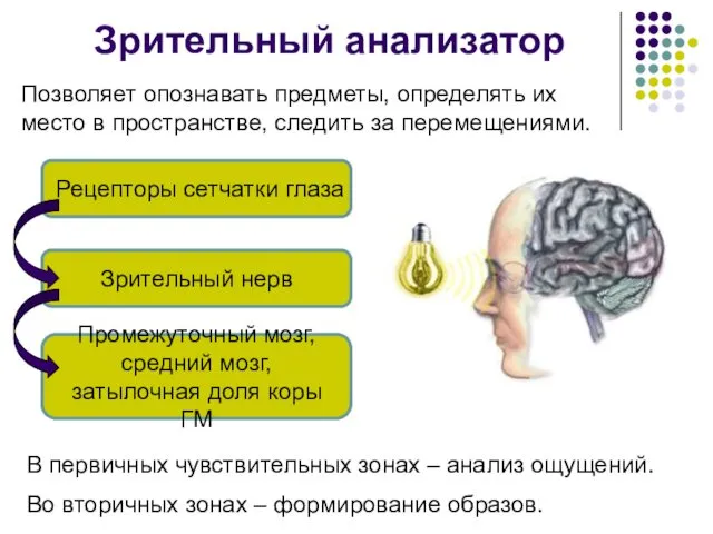 Зрительный анализатор Позволяет опознавать предметы, определять их место в пространстве, следить