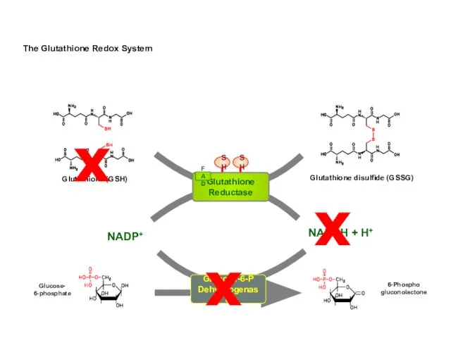 Glutathione (GSH) NADP+ NADPH + H+ Glutathione disulfide (GSSG) The Glutathione