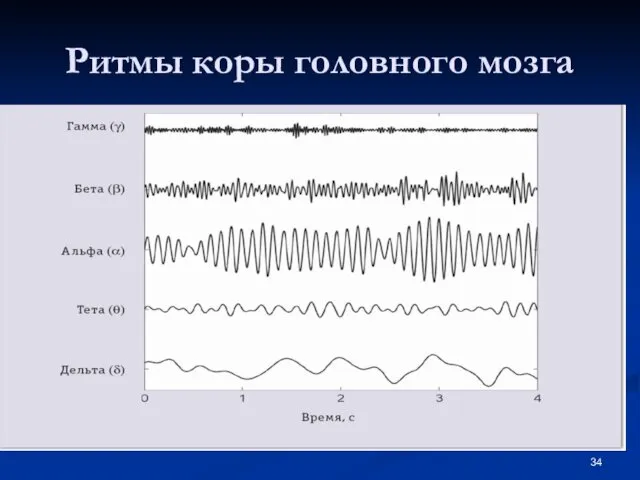 Ритмы коры головного мозга