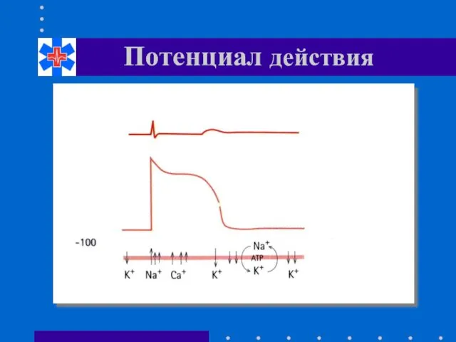 Потенциал действия