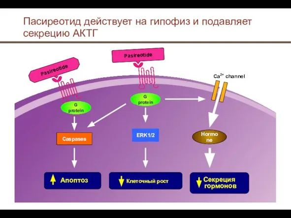 Пасиреотид действует на гипофиз и подавляет секрецию АКТГ G protein ERK1/2