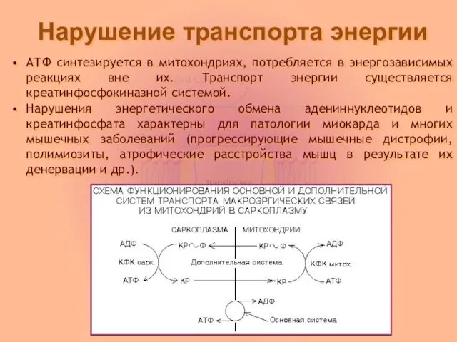 Нарушение транспорта энергии АТФ синтезируется в митохондриях, потребляется в энергозависимых реакциях