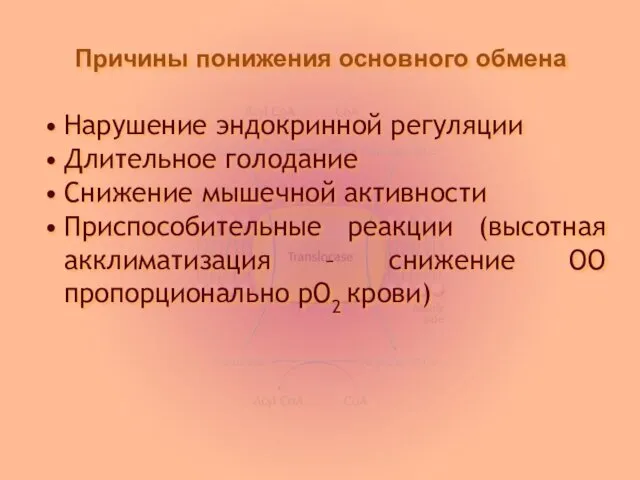 Причины понижения основного обмена Нарушение эндокринной регуляции Длительное голодание Снижение мышечной