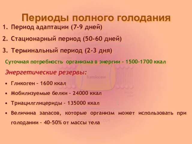 Периоды полного голодания Период адаптации (7-9 дней) Стационарный период (50-60 дней)