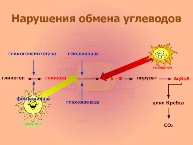 фосфорилаза гликоген гликогенсинтетаза глюкоза гексокиназа глюкокиназа Г - 6 - Ф