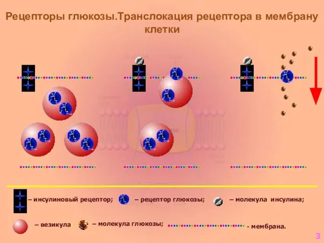 Рецепторы глюкозы.Транслокация рецептора в мембрану клетки – инсулиновый рецептор; – рецептор