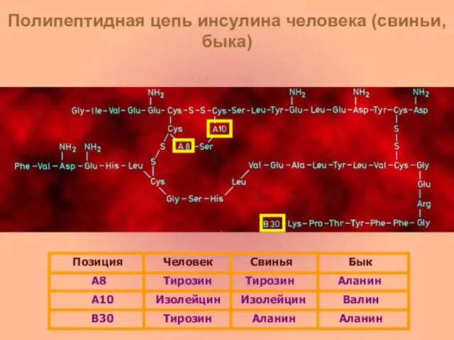 Полипептидная цепь инсулина человека (свиньи, быка) Позиция Человек Свинья Бык А8