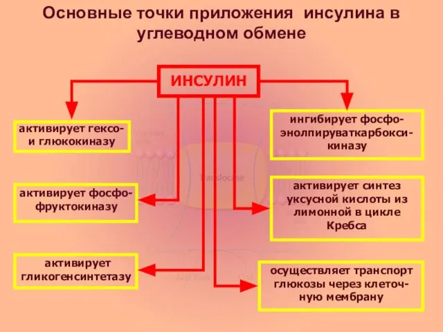 Основные точки приложения инсулина в углеводном обмене ИНСУЛИН активирует гексо- и