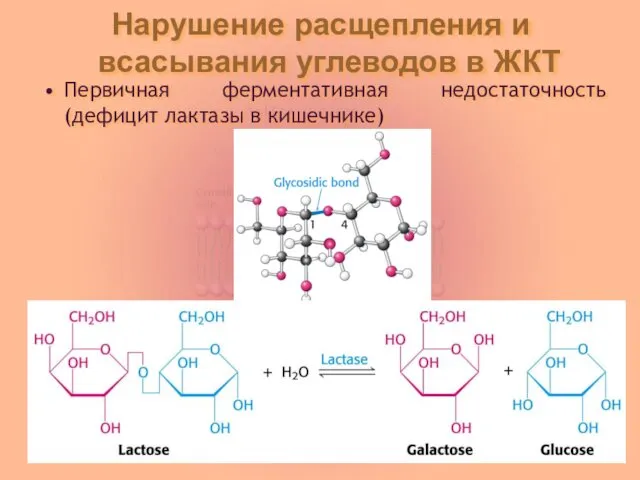 Нарушение расщепления и всасывания углеводов в ЖКТ Первичная ферментативная недостаточность (дефицит лактазы в кишечнике)