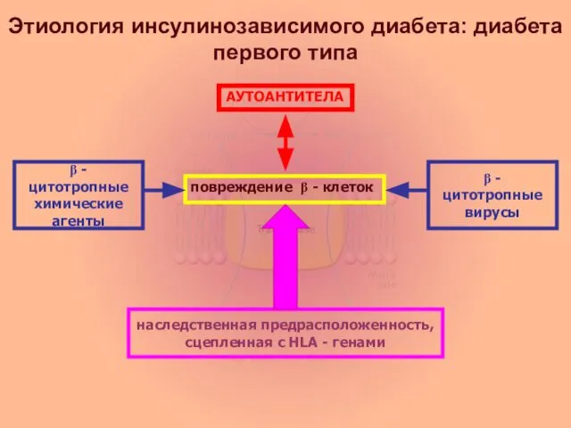 β - цитотропные химические агенты Этиология инсулинозависимого диабета: диабета первого типа