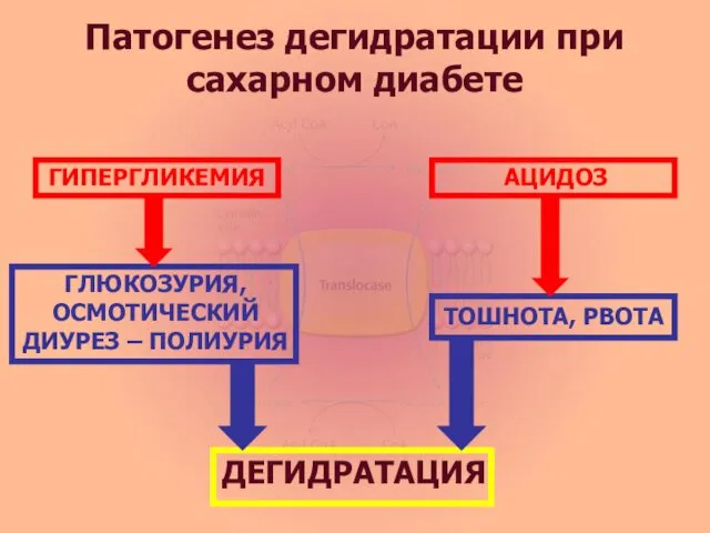 Патогенез дегидратации при сахарном диабете ГИПЕРГЛИКЕМИЯ АЦИДОЗ ГЛЮКОЗУРИЯ, ОСМОТИЧЕСКИЙ ДИУРЕЗ – ПОЛИУРИЯ ТОШНОТА, РВОТА ДЕГИДРАТАЦИЯ