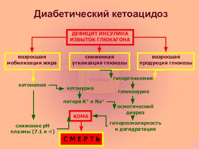 Диабетический кетоацидоз ДЕФИЦИТ ИНСУЛИНА ИЗБЫТОК ГЛЮКАГОНА возросшая мобилизация жира сниженная утилизация