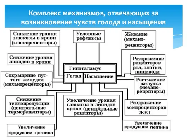 Комплекс механизмов, отвечающих за возникновение чувств голода и насыщения