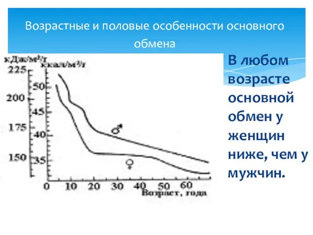 Возрастные и половые особенности основного обмена В любом возрасте основной обмен