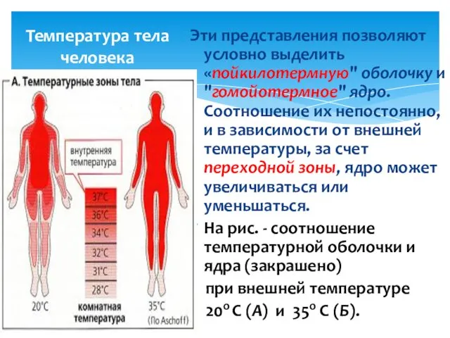 Температура тела человека Эти представления позволяют условно выделить «пойкилотермную" оболочку и