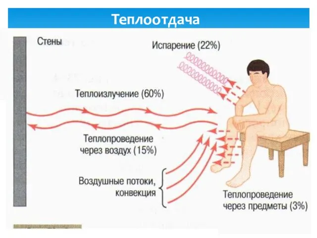 Теплоотдача