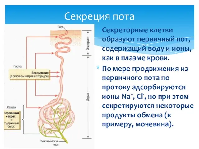 Секреция пота Секреторные клетки образуют первичный пот, содержащий воду и ионы,