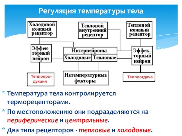 Регуляция температуры тела Температура тела контролируется терморецепторами. По местоположению они подразделяются