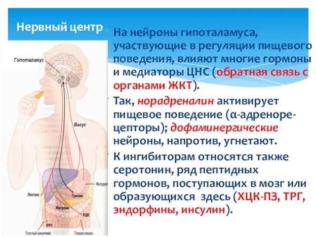 Нервный центр На нейроны гипоталамуса, участвующие в регуляции пищевого поведения, влияют