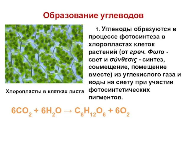 Образование углеводов 6CO2 + 6H2O → C6H12O6 + 6O2 1. Углеводы