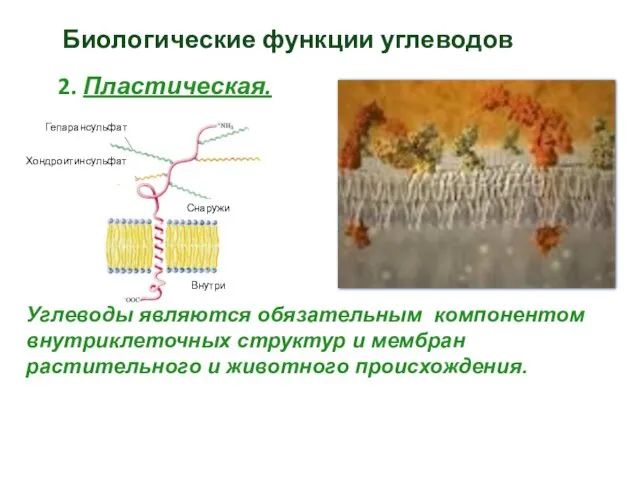 Биологические функции углеводов 2. Пластическая. Углеводы являются обязательным компонентом внутриклеточных структур