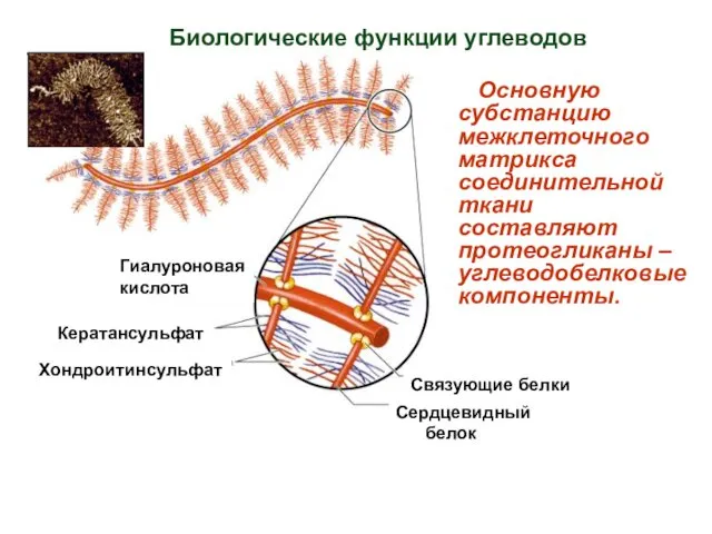 Кератансульфат Хондроитинсульфат Гиалуроновая кислота Связующие белки Сердцевидный белок Основную субстанцию межклеточного